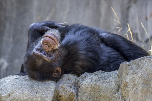 Šimpanzė, Beždžionė, Ape, Gyvūnas, Laukinė Gamta, Žinduolis, Primatas, Laukiniai, Juokinga, Išraiška, Gamta, Šimpanzė, Buveinė, Zoologijos Sodas, Liūdesys