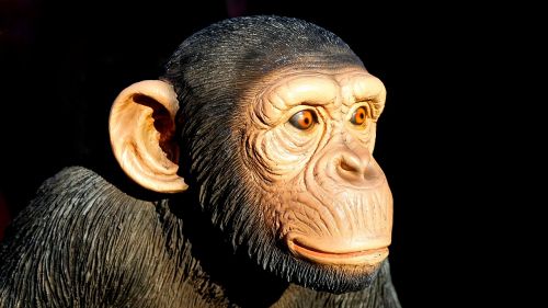 Šimpanzė, Beždžionė, Gyvūnas, Ape, Laukinė Gamta, Žinduolis, Primatas, Išraiška, Veidas, Gamta, Laukiniai, Juokinga, Šimpanzė, Galva, Burna, Retas, Kelti, Laimingas, Mielas, Charakteris, Padaras