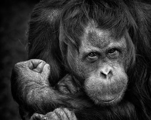 Šimpanzė, Beždžionė, Portretas, Primatas, Gamta, Iš Arti, Veidas, Galva, Žiūri, Nelaisvėje, Kelti, Plaukuotas, Juoda, Šimpanzė, Gyvūnas, Pūkuotas, Kumštis