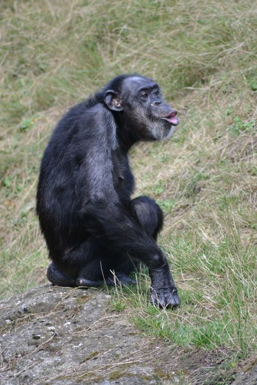 Šimpanzė, Beždžionė, Zoologijos Sodas, Ape, Primatas, Įžūlus, Gyvūnų Pasaulis, Gyvūnas, Afrika