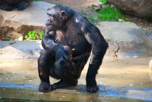 Šimpanzė,  Mama,  Sėdi,  Cub