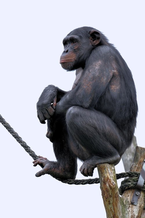 Šimpanzė,  Beždžionė,  Primatų,  Zoo,  Stebint,  Mąstantis