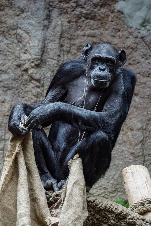 Šimpanzė,  Beždžionė,  Žinduolis,  Primatų,  Zoo,  Gyvūnas,  Gyvūnijos Pasaulyje