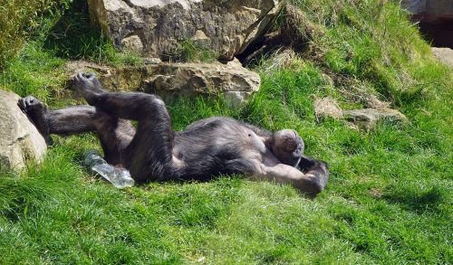 Šimpanzė, Beždžionė, Ape, Zoologijos Sodas, Pavargęs, Atsipalaiduoti, Atsipalaiduoti, Lazing Aplink