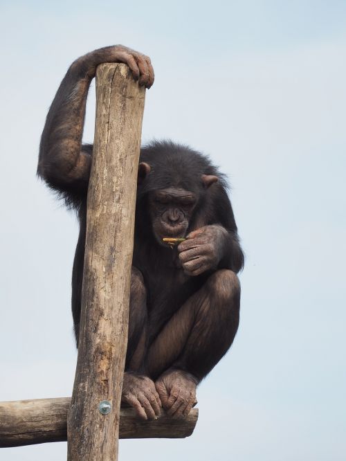 Šimpanzė, Beždžionė, Mąstymas, Šokinėti