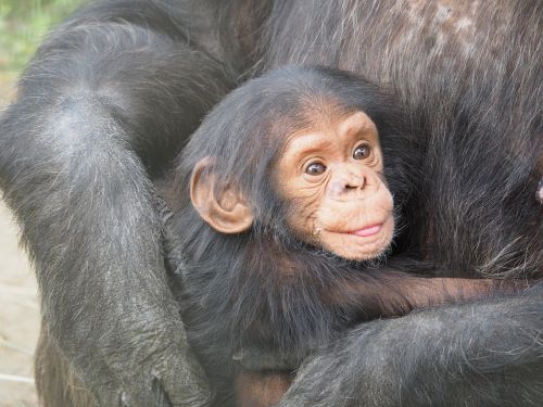 Šimpanzė, Kūdikis, Motina, Meilė, Gyvūnai, Gyvūnas, Gyvūnų Pasaulis