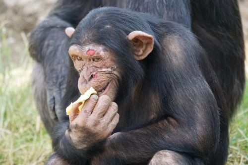 Šimpanzė, Žinduolis, Pavojingas, Maistas