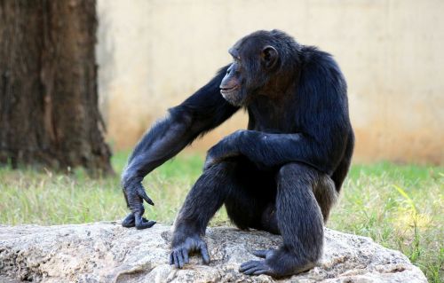 Šimpanzė, Beždžionė, Beždžionės, Sėdi, Laukinė Gamta, Žinduolis, Primatas, Džiunglės, Safari, Natūralus, Rūšis, Atogrąžų Miškai, Zoologijos Sodas, Išsaugojimas, Rezervas, Buveinė, Protingas, Lauke, Plaukuotas, Linksma, Nelaisvė, Mielas, Pūkuotas, Šimpanzė, Juoda, Vienišas, Rutulys