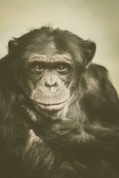 Gyvūnas,  Ape,  Juoda,  Šimpanzė,  Šimpanzė,  Akys,  Veidas,  Žiūri,  Beždžionė,  Portretas,  Primatas,  Retro,  Vintage,  Laukiniai,  Laukinė Gamta,  Šimpanzės Portretas