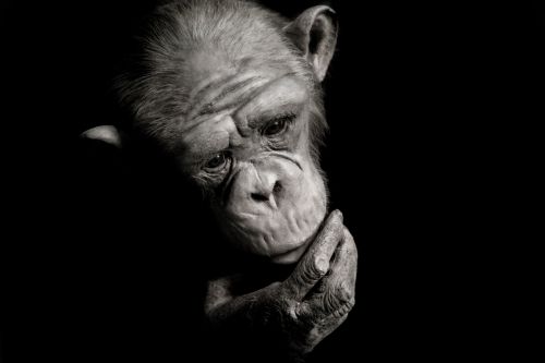Gyvūnas,  Ape,  Juoda,  Šimpanzė,  Šimpanzė,  Veidas,  Gorila,  Guazera,  Beždžionė,  Gamta,  Orangutanas,  Portretas,  Galia,  Liūdnas,  Stiprus,  Balta,  Laukiniai,  Šimpanzės