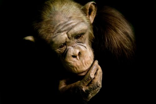 Gyvūnas,  Ape,  Juoda,  Šimpanzė,  Šimpanzė,  Veidas,  Gorila,  Guazera,  Beždžionė,  Gamta,  Orangutanas,  Portretas,  Galia,  Liūdnas,  Stiprus,  Balta,  Laukiniai,  Šimpanzės