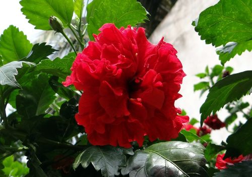 Kinija Pakilo, Dvigubas Hibiscus, Rosa Sinensis, Batų Gėlė, Gėlė, Raudona, Flora, Karnataka, Indija