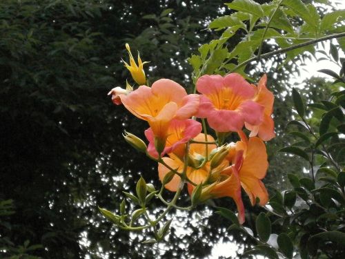 Kinijos Trimito Vynmedis, Bignoniaceae, Oranžinis Žiedas, Vasaros Gėlės, Vynuogynas