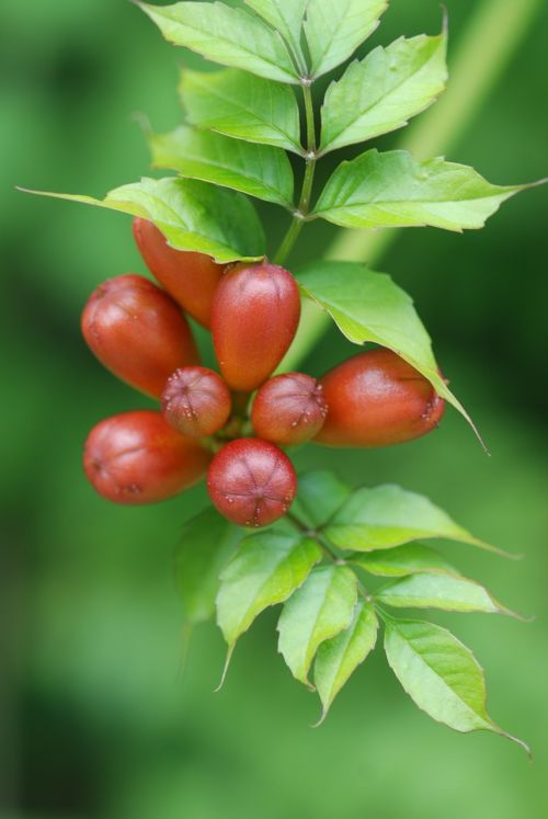 Kinijos Trimito Vynmedis, America Nouzenkazura, Radikansu, Gėlės, Budas, Raudona, Vermilionas, Vamzdis, Natūralus