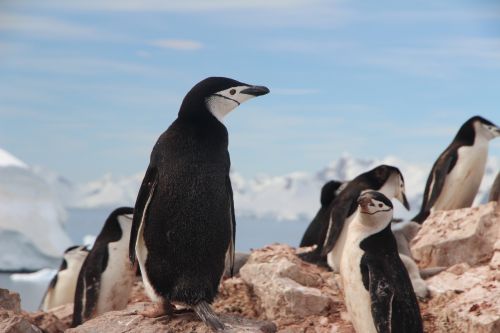 Pūslelinė Pingvinas, Pingvinas, Antarctica, Chinstrap, Laukinė Gamta, Paukštis, Gyvūnas, Pygoscelis, Antarcticus, Snapas, Dykuma, Arktinė