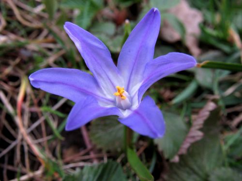Chionodoxa Luciliae, Mėlyna Žvaigždė, Pavasaris, Scilla, Šparagų Augalas