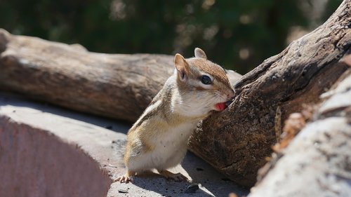 Chipmunk,  Dailidė,  Gyvūnai,  Miškas