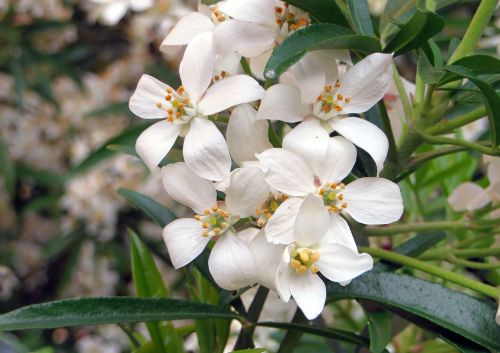 Choisya Ternata, Oranžinė Meksika, Baltos Gėlės, Kvapas, Augalas, Botanika