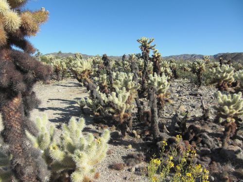 Cholla Kaktusas, Kalifornija, Gamta, Kraštovaizdis, Jeshua Medis, Joshua Medžio Nacionalinis Parkas, Mojave Dykuma
