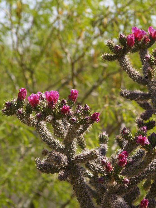 Cholla Kaktusas, Sonoran Dykuma, Kaktusas, Dykuma, Cholla, Tucson, Arizona, Gamta, Augmenija