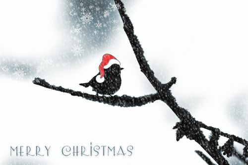 Kalėdos, Kalėdinis Atvirukas, Kalėdų Sveikinimas, Paukštis, Kalėdų Motyvas, Skrybėlių Kalėdos, Atvirukas, Žemėlapis, Žiemą, Sniego Apdaila, Gyvūnas, Sniegas, Žiema, Šaltas, Linksmų Kalėdų