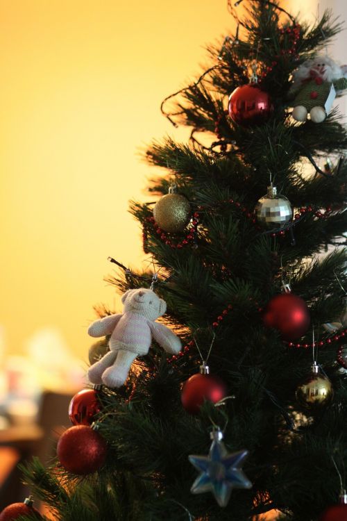 Kalėdos, Medis, Turėti