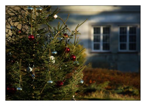 Kalėdos, Kalėdų Eglutė, Adatos, Kalėdiniai Dekoracijos, Šviesa, Medis, Kalėdinis Ornamentas