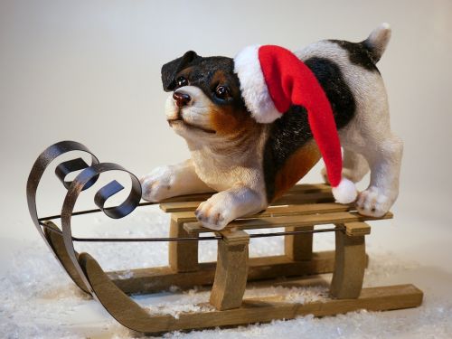 Kalėdos, Šuo, Kalėdų Šuo, Kalėdų Laikas, Linksmų Kalėdų, Gyvūnas, Xmas, Linksma, Kalėdų Senelis, Mielas, Šunų Veislė, Bobble Hat, Gyvūnų Pasaulis, Žiema, Meilė, Kalėdų Aštuoni Vyro Skrybėlę