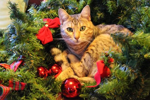 Kalėdos, Katė, Šventinis