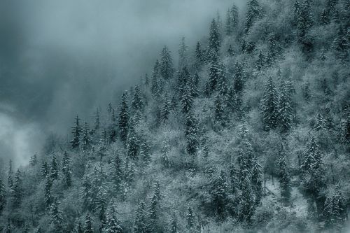 Kalėdos, Kalėdų Atvaizdai, Miškas, Eglės, Sniegas, Žiemą, Kalnas, Gamta, Žiema, Medžiai, Kalnai, Rūkas, Šaltas, Austria, Alpių, Kraštovaizdis