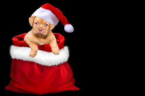 Kalėdos, Dovanos, Šuo, Kalėdų Šuo, Santa Skrybėlė, Dangtelis, Duoti, Kalėdų Laikas, Kalėdų Nuotrauka, Kalėdų Sveikinimai, Atvirukas, Kalėdų Motyvas, Kalėdų Sveikinimas, Linksmų Kalėdų, Kalėdų Norai