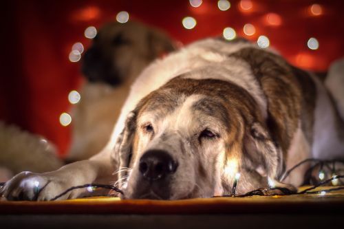 Kalėdų Šuo, Šuo, Lichterkette, Gyvūnų Portretas, Kalėdų Nuotrauka, Gyvūninės Nuotraukos, Veidas
