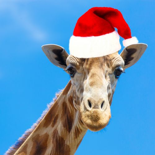 Afrika,  Afrikos,  Gyvūnas,  Veidas,  Giraffa,  Žirafa,  Galva,  Kalėdos,  Xmas,  Santa,  Juokinga,  Atostogos,  Portretas,  Šventė,  Dangus,  Laukinė Gamta,  Kalėdų Žirafa