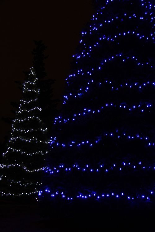 Kalėdos,  Žibintai,  Medžiai,  Mėlynas,  Balta,  Linijos,  Kalėdų Žiburiai Medžiai