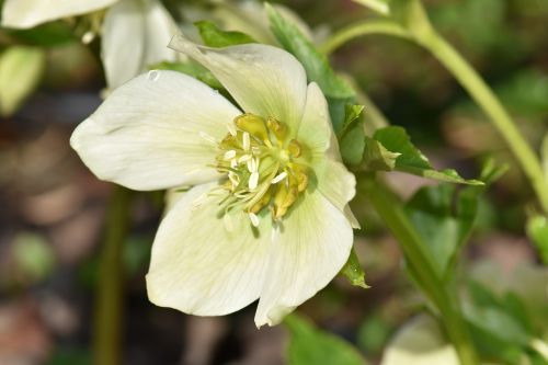 Kalėdų Rožė, Pavasaris, Augalas, Žiedas, Žydėti, Žydėti, Gamta, Gėlė, Ankstyvas Bloomer, Rūšis, Makro, Balta, Pavasario Gėlės, Uždaryti, Pistil, Sodas, Datailaufnahme