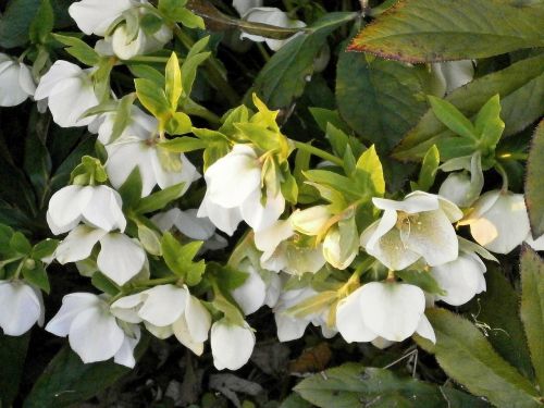 Kalėdų Rožė, Baltos Gėlės, Pavasario Gėlės, Hellebore, Ranunculaceae