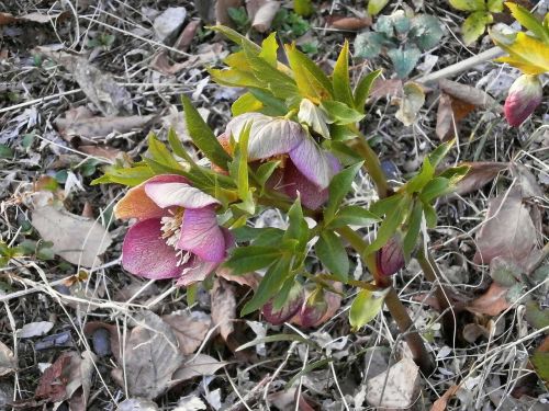 Kalėdų Rožė, Pavasario Gėlės, Hellebore, Ranunculaceae