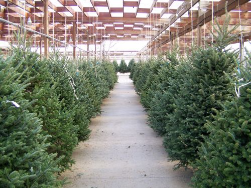 Kalėdos,  Medžiai,  Xmas,  Daug,  Evergreens,  Žiema,  Kalėdų Eglutė