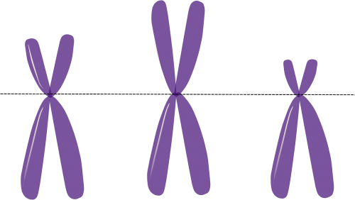 Chromosomos, Genetika, Metacentrinė, Violetinė, Mokslas, X, Y, Genai, Nemokama Vektorinė Grafika