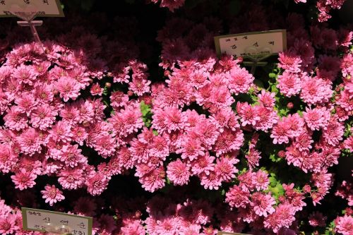 Chrizantema, Korėja, Rožinė Gėlė, Ruduo, Gėlių Ragas