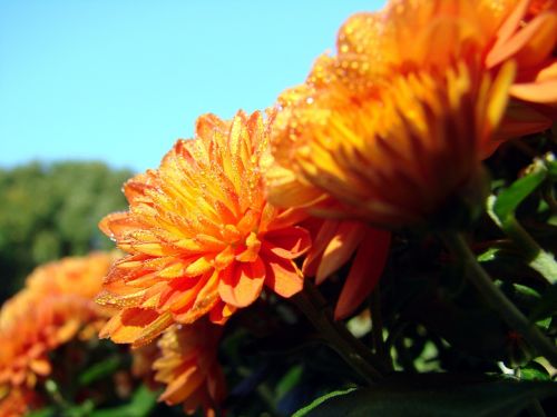 Chrizantema, Gėlė, Rasa, Asteraceae, Oranžinė, Dangus