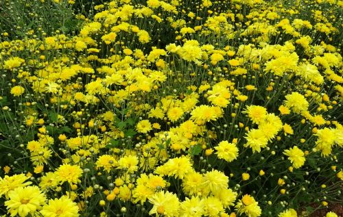 Chrizantema, Asteraceae, Sevanthi, Gėlė, Flora, Metinis, Žydėti, Žiedas, Žydėjimas, Gadag, Indija