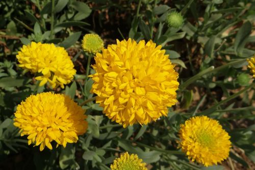 Chrizantema, Geltona, Sevanthi, Asteraceae, Karnataka, Indija
