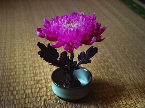 Chrizantema, Kinijos Vėjas, Zen, Gėlių Kompozicija