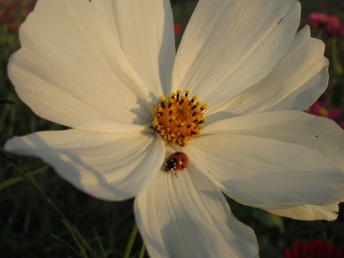 Chrizantema, Balta, Augalas, Gėlė, Gėlės, Quentin Chong, Coccinellidae