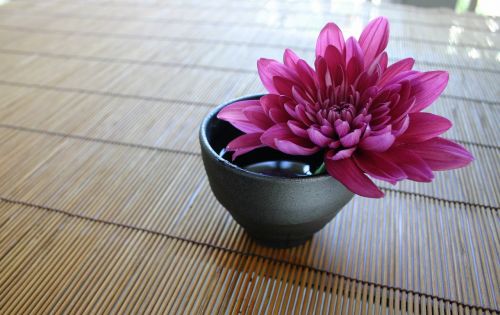 Chrizantema, Bambuko Užuolaidos, Japanese, Zen