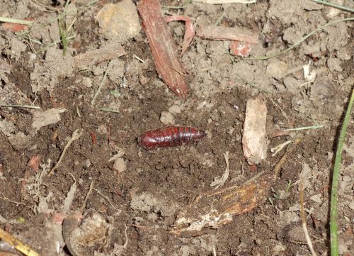 Drugys,  Pelėsiai,  Chrysalis,  Gyvūnas,  Gyvūnai,  Laukinė Gamta,  Gamta,  Chrysalis