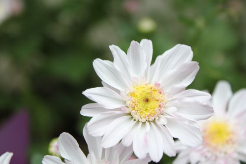 Chu Chrysanthemum, Gėlė, Hua Xie