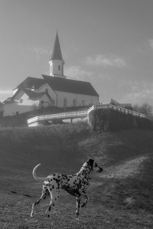 Bažnyčia, Šuo, Dalmatianai, Juoda Ir Balta