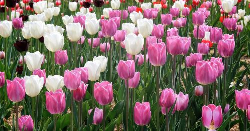 Churros Scenarijus, Gėlės, Saulėtas, Pavasaris, Dienos Gėlių Mugės, Korėjos Respublika
